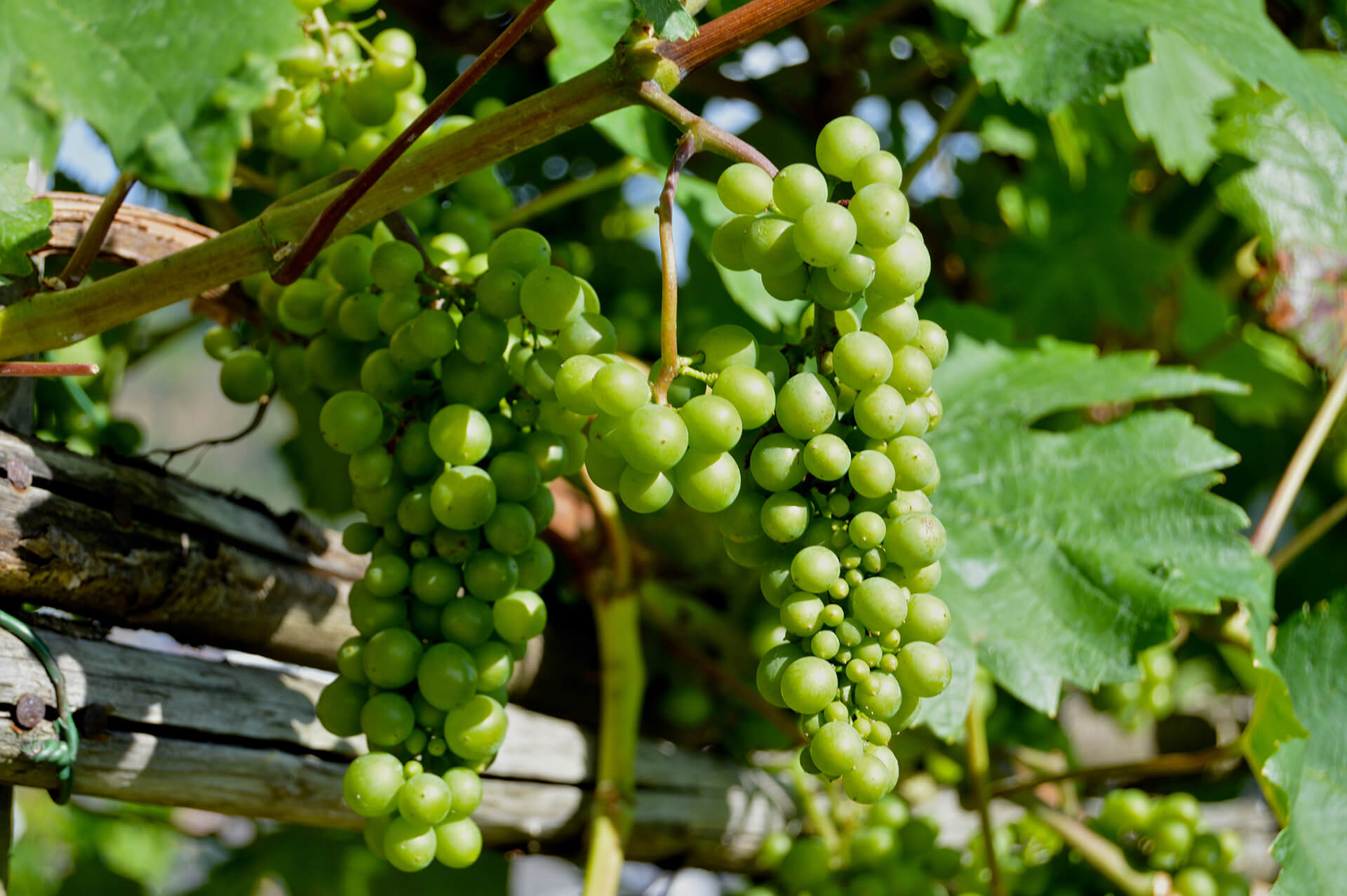 Thompson Seedless Grapes Delta Food Gate
